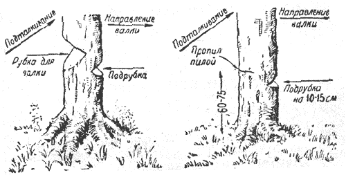 Валка деревьев